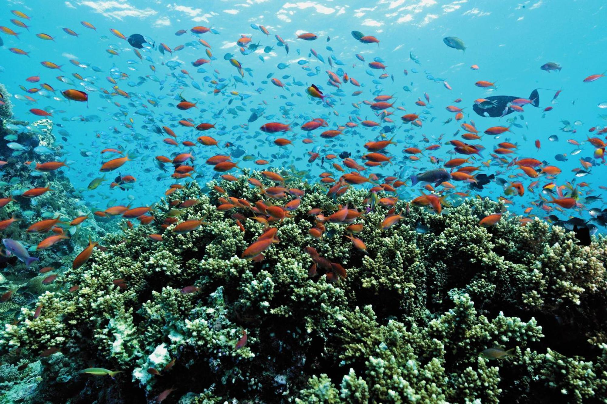 Oblu Nature Helengeli-all-inclusive With Free Transfers Gaafaru
